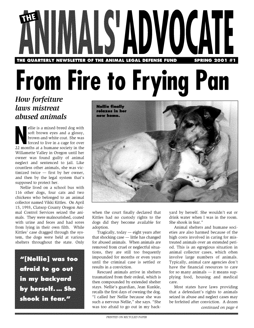 handle is hein.animal/aniad0020 and id is 1 raw text is: THE QUARTERLY NEWSLETTER OF THE ANIMAL LEGAL DEFENSE FUND  SPRING 2001 #1
From Fire to Fr y in                                   Pan
How forfeiture

laws mistreat
abused animals
soft brown eyes and a glossy,
N ellie is a mixed-breed dog with
brown-and-white coat. She was
forced to live in a cage for over
22 months at a humane society in the
Willamette Valley in Oregon until her
owner was found guilty of animal
neglect and sentenced to jail. Like
countless other animals, she was vic-
timized twice - first by her owner,
and then by the legal system that's
supposed to protect her.
Nellie lived on a school bus with
116 other dogs, four cats and two
chickens who belonged to an animal
collector named Vikki Kittles. On April
15, 1993, Clatsop County Oregon Ani-
mal Control Services seized the ani-
mals. They were malnourished, coated
with urine and feces and had sores
from lying in their own filth. While
Kittles' case dragged through the sys-
tem, the dogs were held at various
shelters throughout the state. Only

when the court finally declared that
Kittles had no custody rights to the
dogs did they become available for
adoption.
Tragically, today - eight years after
that shocking case - little has changed
for abused animals. When animals are
removed from cruel or neglectful situa-
tions, they are still too frequently
impounded for months or even years
until the criminal case is settled or
results in a conviction.
Rescued animals arrive in shelters
traumatized from their ordeal, which is
then compounded by extended shelter
stays. Nellie's guardian, Jean Kunkle,
recalls the first days of owning the dog.
I called her Nellie because she was
such a nervous Nellie, she says. She
was too afraid to go out in my back-

yard by herself. She wouldn't eat or
drink water when I was in the room.
She shook in fear.
Animal shelters and humane soci-
eties are also harmed because of the
high costs involved in caring for mis-
treated animals over an extended peri-
od. This is an egregious situation in
animal collector cases, which often
involve large numbers of animals.
Typically, animal care agencies don't
have the financial resources to care
for so many animals - it means sup-
plying food, housing and medical
care.
Most states have laws providing
that a defendant's rights to animals
seized in abuse and neglect cases may
be forfeited after conviction. A dozen
continued on page 4

PRINTED ON RECYCLED PAPER


