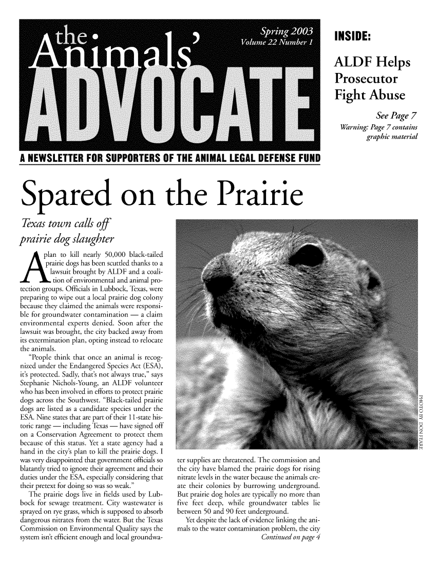 handle is hein.animal/aniad0022 and id is 1 raw text is: INSIDE:
ALDF Helps
Prosecutor
Fight Abuse
See Page 7
Warning: Page 7 contains
graphic material

A NEWSLETTER FOR SUPPORTERS OF THE ANIMAL LEGAL DEFENSE FUND
Spared on the Prairie

Texas town calls off
prairie dog slaughter
A plan to kill nearly 50,000 black-tailed
prairie dogs has been scuttled thanks to a
lawsuit brought by ALDF and a coali-
tion of environmental and animal pro-
tection groups. Officials in Lubbock, Texas, were
preparing to wipe out a local prairie dog colony
because they claimed the animals were responsi-
ble for groundwater contamination - a claim
environmental experts denied. Soon after the
lawsuit was brought, the city backed away from
its extermination plan, opting instead to relocate
the animals.
People think that once an animal is recog-
nized under the Endangered Species Act (ESA),
it's protected. Sadly, that's not always true, says
Stephanie Nichols-Young, an ALDF volunteer
who has been involved in efforts to protect prairie
dogs across the Southwest. Black-tailed prairie
dogs are listed as a candidate species under the
ESA. Nine states that are part of their 11-state his-
toric range - including Texas - have signed off
on a Conservation Agreement to protect them
because of this status. Yet a state agency had a
hand in the city's plan to kill the prairie dogs. I
was very disappointed that government officials so
blatantly tried to ignore their agreement and their
duties under the ESA, especially considering that
their pretext for doing so was so weak.
The prairie dogs live in fields used by Lub-
bock for sewage treatment. City wastewater is
sprayed on rye grass, which is supposed to absorb
dangerous nitrates from the water. But the Texas
Commission on Environmental Quality says the
system isn't efficient enough and local groundwa-

ter supplies are threatened. The commission and
the city have blamed the prairie dogs for rising
nitrate levels in the water because the animals cre-
ate their colonies by burrowing underground.
But prairie dog holes are typically no more than
five feet deep, while groundwater tables lie
between 50 and 90 feet underground.
Yet despite the lack of evidence linking the ani-
mals to the water contamination problem, the city
Continued on page 4


