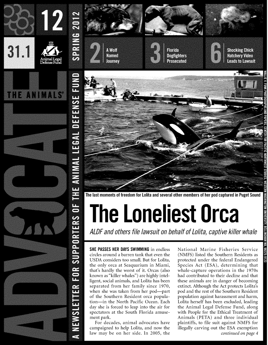 handle is hein.animal/aniad0031 and id is 1 raw text is: ea an severai 0aer members 01 ner pon capturea in ruget bouno

The Loneliest Orca
ALDF and others file lawsuit on behalf of Lolita, captive killer whale

SHE PASSES HER DAYS SWIMMING in endless
circles around a barren tank that even the
USDA considers too small. But for Lolita,
the only orca at Seaquarium in Miami,
that's hardly the worst of it. Orcas (also
known as killer whales) are highly intel-
ligent, social animals, and Lolita has been
separated from her family since 1970,
when she was taken from her pod-part
of the Southern Resident orca popula-
tion-in the North Pacific Ocean. Each
day she is forced to leap into the air for
spectators at the South Florida amuse-
ment park.
For decades, animal advocates have
campaigned to help Lolita, and now the
law may be on her side. In 2005, the

National Marine Fisheries Service
(NMFS) listed the Southern Residents as
protected under the federal Endangered
Species Act (ESA), determining that
whale-capture operations in the 1970s
had contributed to their decline and that
these animals are in danger of becoming
extinct. Although the Act protects Lolita's
pod and the rest of the Southern Resident
population against harassment and harm,
Lolita herself has been excluded, leading
the Animal Legal Defense Fund, along
with People for the Ethical Treatment of
Animals (PETA) and three individual
plaintiffs, to file suit against NMFS for
illegally carving out the ESA exemption
continued on page 4

e las momnents or Treenomn Tor L(


