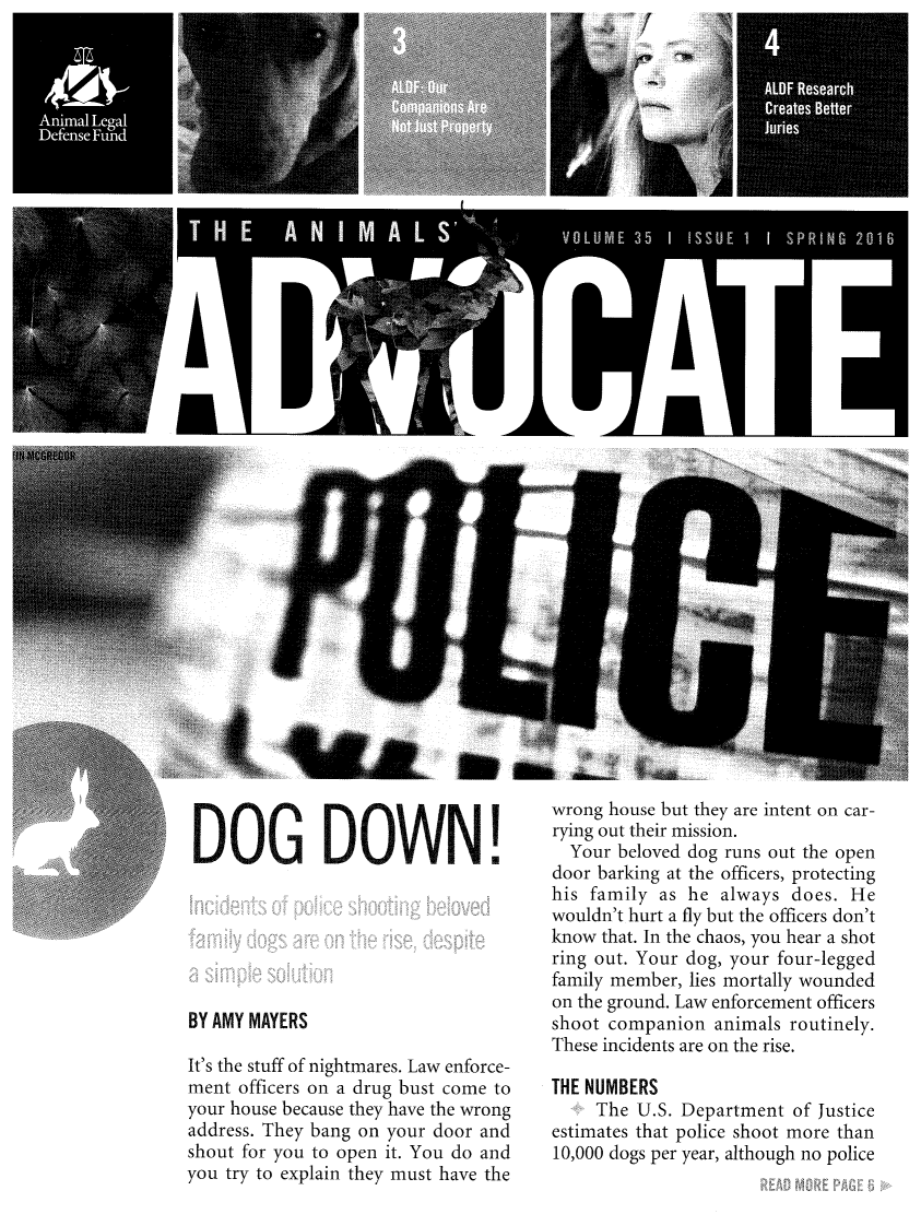 handle is hein.animal/aniad0035 and id is 1 raw text is: 






































DOG DOWN!


BY AMY MAYERS

It's the stuff of nightmares. Law enforce-
ment officers on a drug bust come to
your house because they have the wrong
address. They bang on your door and
shout for you to open it. You do and
you try to explain they must have the


wrong house but they are intent on car-
rying out their mission.
  Your beloved dog runs out the open
door barking at the officers, protecting
his family as he always does. He
wouldn't hurt a fly but the officers don't
know that. In the chaos, you hear a shot
ring out. Your dog, your four-legged
family member, lies mortally wounded
on the ground. Law enforcement officers
shoot companion animals routinely.
These incidents are on the rise.

THE NUMBERS
     The U.S. Department of Justice
estimates that police shoot more than
10,000 dogs per year, although no police


