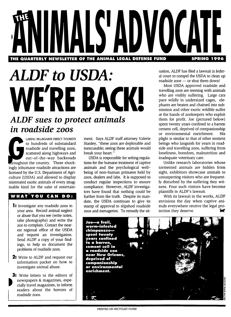 handle is hein.animal/aniad1996 and id is 1 raw text is: 









T     QUREL                                                         I                    I


ALDF to USDA.





WE'RE BACK!

ALDF sues to protect animals

in roadside zoos


    SL ARING BILLBOARDS DIRECT TOURISTS
         to hundreds of substandard
         roadside and travelling zoos,
         scattered along highways and
         out-of-the-way backroads
  roughout the country. These shock-
ingly inhumane roadside attractions are
licensed by the U.S. Department of Agri-
culture (USDA) and allowed to display
mistreated exotic animals of every imag-
inable kind for the sake of entertain-
WHAT YO_   ''U     C°AN   DO:,-Jm

  1: Investigate any roadside zoos in
    your area. Record animal neglect
    or abuse that you see (write notes,
    take photographs) and write the
    zoo to complain. Contact the near-
    est regional office of the USDA
    and request an investigation.
    Send ALDF a copy of your find-
    ings, to help us document the
    problems of roadside zoos.
  2: Write to ALDF and request our
    information packet on how to
    investigate animal abuse.
  3: Write letters to the editors of
    newspapers & magazines, espe-
    cially travel magazines, to inform
    readers about the horrors of
    roadside zoos.


ment. Says ALDF staff attorney Valerie
Stanley, these zoos are deplorable and
inexcusable; seeing these animals would
break your heart.
  USDA is responsible for setting regula-
tions for the humane treatment of captive
animals and the psychological well-
being of non-human primates held by
zoos, dealers and labs. It is supposed to
conduct regular inspections to ensure
compliance. However, ALDF investiga-
tors have found that nothing could be
further from the truth. Despite its man-
date, the USDA continues to give its
stamp of approval to slipshod roadside
zoos and menageries. To remedy the sit-


uation, ALDF has filed a lawsuit in feder-
al court to compel the USDA to clean up
roadside zoos -- or shut them down!
   Most USDA approved roadside and
travelling zoos are teeming with animals
who are visibly suffering. Large cats
pace wildly in undersized cages, ele-
phants are beaten and chained into sub-
mission and other exotic wildlife suffer
at the hands of zookeepers who exploit
them for profit. Joe (pictured below)
spent twenty years confined to a barren
cement cell, deprived of companionship
or environmental enrichment.   His
plight is similar to that of other sentient
beings who languish for years in road-
side and travelling zoos, suffering from
loneliness, boredom, malnutrition and
inadequate veterinary care.
   Unlike research laboratories whose
tormented animals are hidden from
sight, exhibitors showcase animals to
unsuspecting visitors who are frequent-
ly disturbed by the suffering they wit-
ness. Four such visitors have become
plaintiffs in ALDF's lawsuit.
   With its lawsuit in the works, ALDF
envisions the day when captive ani-
mals everywhere receive the legal pro-
tection they deserve.


PRINTED ON RECYCLED PAPER


