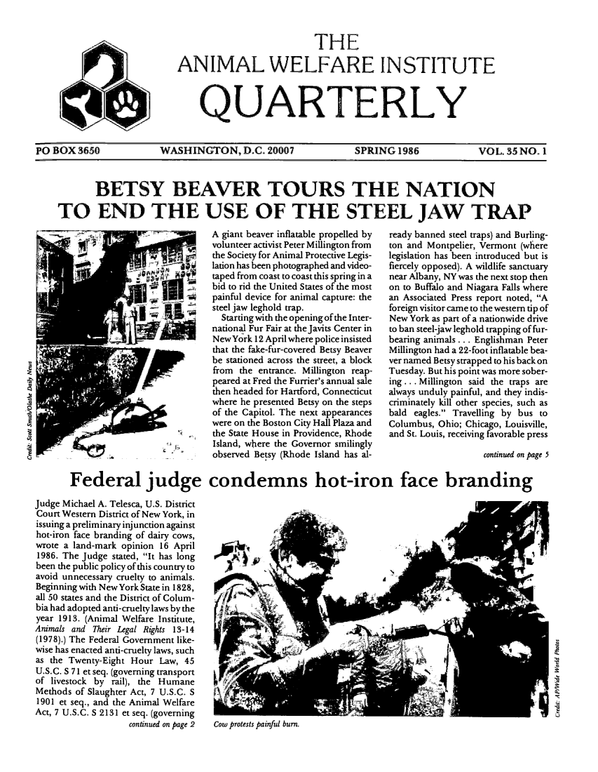 handle is hein.animal/awiqu0035 and id is 1 raw text is: 


                           THE

ANIMAL WELFARE INSTITUTE




     QUARTERLY


PO BOX 3650  WASHINGTON, D.C. 20007  SPRING 1986  VOL. 35 NO. 1



            BETSY BEAVER TOURS THE NATION

    TO END THE USE OF THE STEEL JAW TRAP


A giant beaver inflatable propelled by
volunteer activist Peter Millington from
the Society for Animal Protective Legis-
lation has been photographed and video-
taped from coast to coast this spring in a
bid to rid the United States of the most
painful device for animal capture: the
steel jaw leghold trap.
  Starting with the opening of the Inter-
national Fur Fair at the Javits Center in
New York 12 April where police insisted
that the fake-fur-covered Betsy Beaver
be stationed across the street, a block
from the entrance. Millington reap-
peared at Fred the Furrier's annual sale
then headed for Hartford, Connecticut
where he presented Betsy on the steps
of the Capitol. The next appearances
were on the Boston City Hall Plaza and
the State House in Providence, Rhode
Island, where the Governor smilingly
observed Betsy (Rhode Island has al-


ready banned steel traps) and Burling-
ton and Montpelier, Vermont (where
legislation has been introduced but is
fiercely opposed). A wildlife sanctuary
near Albany, NY was the next stop then
on to Buffalo and Niagara Falls where
an Associated Press report noted, A
foreign visitor came to the western tip of
New York as part of a nationwide drive
to ban steel-jaw leghold trapping of fur-
bearing animals ... Englishman Peter
Millington had a 22-foot inflatable bea-
ver named Betsy strapped to his back on
Tuesday. But his point was more sober-
ing ... Millington said the traps are
always unduly painful, and they indis-
criminately kill other species, such as
bald eagles. Travelling by bus to
Columbus, Ohio; Chicago, Louisville,
and St. Louis, receiving favorable press

                   continued on page 5


       Federal judge condemns hot-iron face branding

Judge Michael A. Telesca, U.S. District
Court Western District of New York, in
issuing a preliminary injunction against
hot-iron face branding of dairy cows,
wrote a land-mark opinion 16 April
1986. The Judge stated, It has long
been the public policy of this country to
avoid unnecessary cruelty to animals.
Beginning with New York State in 1828,
all 50 states and the District of Colum-
bia had adopted anti-cruelty laws by the
year 1913. (Animal Welfare Institute,
Animals and Their Legal Rights 13-14
(1978).) The Federal Government like-
wise has enacted anti-cruelty laws, such
as the Twenty-Eight Hour Law, 45
U.S.C. S 71 et seq. (governing transport
of livestock by rail), the Humane
Methods of Slaughter Act, 7 U.S.C. S
1901 et seq., and the Animal Welfare
Act, 7 U.S.C. S 2131 et seq. (governing
                   continued on page 2  Cow protests painful burn.


-0


a


~'2


-i
-C

U


