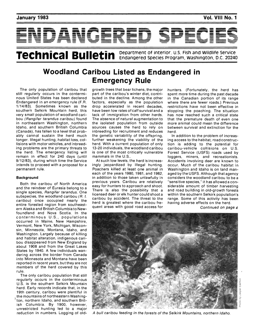 handle is hein.animal/endanspb0008 and id is 1 raw text is: 


January 1983


Vol. VIII  No.  1


m   U     ~~          m wam  sunN                      __            _




                                             Department of interior. U.S. Fish and Wildlife Service
                                             Endangered Species Program, Washington, D.C. 20240


Woodland Caribou Listed as Endangered in

                         Emergency Rule


  The only population of caribou that
still regularly occurs in the contermi-
nous United States has been declared
Endangered  in an emergency rule (F.R.
1/14/83). Sometimes   known  as  the
southern Selkirk Mountain  herd, this
very small population of woodland cari-
bou (Rangifer tarandus caribou) found
in northeastern Washington, northern
Idaho, and southern British Columbia
(Canada), has fallen to a level that prob-
ably cannot  sustain the herd  much
longer. Illegal hunting, habitat loss, col-
lisions with motor vehicles, and inbreed-
ing problems are the primary threats to
the herd. The  emergency  listing will
remain  in effect for 240 days (until
9/12/83), during which time the Service
intends to proceed with a proposal for a
permanent  rule.

Background
  Both the caribou of North America
and the reindeer of Eurasia belong to a
single species, Rangifer tarandus. One
subspecies, the woodland caribou (R. t.
caribou) once   occupied  nearly the
entire forested region from southeast-
ern Alaska and British Columbiato New-
foundland  and  Nova  Scotia. In the
conterminous U.S., populations
occurred  in Maine, New   Hampshire,
Vermont, New  York, Michigan, Wiscon-
sin, Minnesota, Montana,  Idaho, and
Washington. Largely because of killing
and habitat alteration, indigenous cari-
bou disappeared from New  England by
about 1908  and from the Great Lakes
States by 1940. A few individuals wan-
dering across the border from Canada
into Minnesota and Montana have been
reported in recent years, but they are not
members   of the herd covered by this
rule.
  The only caribou population that still
regularly occurs in the conterminous
U.S. is the southern Selkirk Mountain
herd. Early records indicate that, in the
19th century, caribou were plentiful in
the mountains of northeastern Washing-
ton, northern Idaho, and southern Brit-
ish  Columbia.   By  1900, however,
unrestricted hunting led to a  major
reduction in numbers. Logging of old-


growth trees that bear lichens, the major
part of the caribou's winter diet, contri-
buted in the decline. Among the other
factors, especially as the population
drop  accelerated in recent decades,
have been low rates of calf survival and a
lack of immigration from other herds.
The absence of natural augmentation to
the isolated population from outside
sources  causes the herd  to rely on
inbreeding for recruitment and reduces
the genetic variability of the offspring,
further weakening the viability of the
herd. With a current population of only
13-20 individuals, the woodland caribou
is one of the most critically vulnerable
mammals   in the U.S..
  At such low levels, the herd is increas-
ingly jeopardized by  illegal hunting.
Poachers  killed at least one animal in
each of the years 1980, 1981, and 1982,
in addition to those taken unlawfully in
previous years. Caribou are relatively
easy for hunters to approach and shoot.
There  is also the possibility that a
licensed deer or elk hunter could shoot a
caribou by accident. The threat to the
herd is greatest where the caribou fre-
quent areas with good road access for


hunters. (Fortunately, the herd  has
spent more time during the past decade
in the Canadian  portion of its range
where there are fewer roads.) Previous
restrictions have not been effective in
stopping the poaching. The  situation
has now  reached such  a critical state
that the premature death of even one
more animal could mean the difference
between  survival and extinction for the
herd.
  In addition to the problem of increas-
ing access to the habitat, roadconstruc-
tion is adding  to  the potential for
caribou-vehicle  collisions on  U.S.
Forest Service (USFS)  roads used by
loggers,  miners, and  recreationists.
Accidents involving deer are known to
occur. Much  of the caribou habitat in
Washington  and Idaho is on land man-
aged by the USFS. Although that agency
considers the woodland caribou to be a
sensitive species, it has allowed a con-
siderable amount of timber harvesting
and road building in old-growth forests
within the southern Selkirk population's
range. Some  of this activity has been
having adverse effects on the herd.
                 Continued on page 4


A bull caribou feeding in the forests of the Selkirk Mountains, northern Idaho.


MMMMUMMOM 0 amon     I                                                       no


