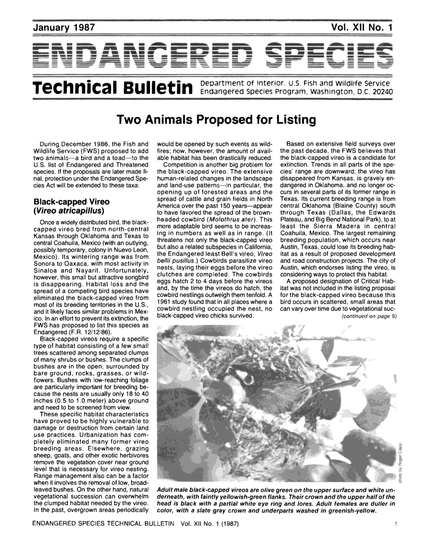 handle is hein.animal/endanspb0012 and id is 1 raw text is: 


January 1987


Vol.   XII  No.   1


- __ U
U U U W~
U U U -
- - m_ U


                   T   Be  Department of Interior. U.S. Fish and Wilditfe Service
                           Endangered Species Program, Washington D.C. 20240



Two Animals Proposed for Listing


  During December   1986, the Fish and
Wildlife Service (FWS) proposed to add
two animals   a bird and a toad-to the
U.S. list of Endangered and Threatened
species. If the proposals are later made fi-
nal, protection under the Endangered Spe-
cies Act will be extended to these taxa:

Black-capped Vireo
(Vireo  atricapillus)
  Once a widely distributed bird, the black-
capped  vireo bred from north-central
Kansas  through Oklahoma and Texas  to
central Coahuila, Mexico (with an outlying,
possibly temporary, colony in Nuevo Leon,
Mexico). Its wintering range was from
Sonora  to Oaxaca, with most activity in
Sinaloa  and  Nayarit. Unfortunately,
however, this small but attractive songbird
is disappearing. Habitat loss and the
spread of a competing bird species have
eliminated the black-capped vireo from
most of its breeding territories in the U.S.,
and it likely faces similar problems in Mex-
ico. In an effort to prevent its extinction, the
FWS  has proposed to list this species as
Endangered  (F.R. 12/12/86).
  Black-capped vireos require a specific
type of habitat consisting of a few small
trees scattered among separated clumps
of many shrubs or bushes. The clumps of
bushes  are in the open, surrounded by
bare ground,  rocks, grasses, or wild-
flowers. Bushes with low-reaching foliage
are particularly important for breeding be-
cause the nests are usually only 18 to 40
inches (0.5 to 1.0 meter) above ground
and need to be screened from view.
  These  specific habitat characteristics
have proved  to be highly vulnerable to
damage  or destruction from certain land
use practices. Urbanization has com-
pletely eliminated many  former vireo
breeding  areas.  Elsewhere,  grazing
sheep, goats, and other exotic herbivores
remove  the vegetation cover near ground
level that is necessary for vireo nesting.
Range  management  also can be a factor
when it involves the removal of low, broad-
leaved bushes. On the other hand, natural
vegetational succession can overwhelm
the clumped habitat needed by the vireo.
In the past, overgrown areas periodically


would be opened by such events as wild-
fires; now, however, the amount of avail-
able habitat has been drastically reduced.
  Competition is another big problem for
the black-capped vireo. The extensive
human-related changes in the landscape
and land-use patterns-in particular, the
opening  up of forested areas and the
spread of cattle and grain fields in North
America over the past 150 years-appear
to have favored the spread of the brown-
headed  cowbird (Molothrus ater). This
more adaptable bird seems to be increas-
ing in numbers as well as in range. (It
threatens not only the black-capped vireo
but also a related subspecies in California,
the Endangered  least Bell's vireo, Vireo
bellii pusillus.) Cowbirds parasitize vireo
nests, laying their eggs before the vireo
clutches are completed. The  cowbirds
eggs hatch 2 to 4 days before the vireos
and, by the time the vireos do hatch, the
cowbird nestlings outweigh them tenfold. A
1961 study found that in all places where a
cowbird nestling occupied the nest, no
black-capped vireo chicks survived.


  Based  on extensive field surveys over
the past decade, the FWS believes that
the black-capped vireo is a candidate for
extinction. Trends in all parts of the spe-
cies' range are downward; the vireo has
disappeared from Kansas, is gravely en-
dangered in Oklahoma, and no longer oc-
curs in several parts of its former range in
Texas. Its current breeding range is from
central Oklahoma (Blaine County) south
through  Texas  (Dallas, the Edwards
Plateau, and Big Bend National Park), to at
least the  Sierra Madera   in central
Coahuila, Mexico. The largest remaining
breeding population, which occurs near
Austin, Texas, could lose its breeding hab-
itat as a result of proposed development
and road construction projects. The city of
Austin, which endorses listing the vireo, is
considering ways to protect this habitat.
  A proposed designation of Critical Hab-
itat was not included in the listing proposal
for the black-capped vireo because this
bird occurs in scattered, small areas that
can vary over time due to vegetational suc-
                    (continued on page 9)


Adult male black-capped vireos are olive green on the upper surface and white un-
derneath, with faintly yellowish-green flanks. Their crown and the upper half of the
head is black with a partial white eye ring and lores. Adult females are duller in
color, with a slate gray crown and underparts washed in greenish-yellow.


ENDANGERED SPECIES TECHNICAL BULLETIN Vol. XII No. 1 (1987)


