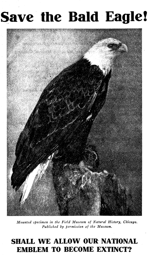 handle is hein.animal/svbleg0001 and id is 1 raw text is: 
Save the Bald Eagle!


  Mounted specimen in the Field Museum of Natural History, Chicago.
         Published by permission of the Museum.

SHALL   WE   ALLOW OUR NATIONAL
  EMBLEM TO BECOME EXTINCT?


