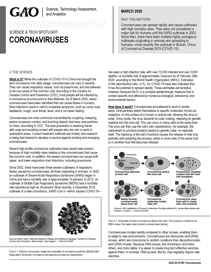 handle is hein.gao/gaobaeasg0001 and id is 1 raw text is: 
                            Science, Technology Assessment,
GAO Iand Analytics



SCIENCE & TECH SPOTLIGHT:

CORONAVIRUSES


What is it? While the outbreak of COVID-19 in China has brought the
term coronavirus into daily usage, coronaviruses can vary in severity.
They can cause respiratory issues, such as pneumonia, and are believed
to be one cause of the common cold. According to the Centers for
Disease Control and Prevention (CDC), most people will be infected by
a coronavirus at some point in their lifetimes. As of March 2020, seven
coronaviruses have been identified that can cause illness in humans.
Most infections result in mild to moderate symptoms, such as runny nose,
headache, cough, sore throat, fever, and a run-down feeling.

Coronaviruses are most commonly transmitted by coughing, sneezing,
person-to-person contact, and touching objects that have viral particles
on them, according to CDC. The best prevention is washing hands
with soap and avoiding contact with people who are sick or work in
quarantine areas. Current treatment methods are limited, and research
is being fast-tracked to develop a vaccine against existing and emerging
coronaviruses.

Recent high-profile coronavirus outbreaks have raised new concern
because of high mortality rates relative to the coronaviruses that cause
the common cold. In addition, the severe coronaviruses can cause both
upper- and lower-respiratory-tract infections, including pneumonia.

Since 2002, there have been three severe outbreaks of respiratory
illness caused by coronaviruses, all three originating in animals. In 2002,
an outbreak of Severe Acute Respiratory Syndrome (SARS) began in
China and had a mortality rate of approximately 10 percent. In 2012, an
outbreak of Middle East Respiratory Syndrome (MERS) had a mortality
rate reported as high as 34 percent. Most recently, a December 2019
outbreak of a new coronavirus, SARS-CoV-2-which causes COVID-19-


Sources (left to right): National Institute of Allergy and Infectious Diseases; Centers for Disease
Control and Prevention, Alissa Eckert, Dan Higgins. I GAO-20-472SP


        Electron microscope image and schematic of coronavirus particles (Middle East
Respiratory Syndrome Coronavirus and general coronavirus respectively).


has seen a high infection rate, with over 70,000 infected and over 2,600
deaths-a mortality rate of approximately 3 percent as of February 24th,
2020, according to the World Health Organization (WHO). Estimates
of the reproductive ratio, or R0, for COVID-19 have also indicated that
it has the potential to spread rapidly. These estimates are tentative,
however, because the R, is a complex epidemiologic measure that is
context-specific and affected by numerous biological, behavioral, and
environmental factors.

How does it work? Coronaviruses are believed to work in similar
ways. Viral particles attach themselves to specific molecules, known as
receptors, on the surface of a human or animal cell, allowing the virus to
enter. Once inside, the virus discards its outer coating, releasing its genetic
material into the host cell. This can occur in many cells at the same time.
The virus can then use the cell's own mechanisms-for example, the
mechanism to produce proteins based on genetic code-to replicate
itself. The hijacking of the cell's functions causes the release of new viral
particles and restarting the process, either in more cells of the same host
or in another host that becomes infected.


Coronavirus releases
content into the host
cell cytoplasm


     Newly formed             Coronavirus           Coronavirus uses
          coronaviruses       replicates inside     host cell to create
          leave host cell     host cell             new viral contents
     Source: GAO adaptation of Fenner's Veterinary Virology edited by N. James MacLachlan and
     Edward J. Dubovi. I GAO-20-472SP


     _. Schematic of how a coronavirus infects host cells. This process is similar for all
RNA viruses, the large class to which coronaviruses belong.

Coronaviruses mutate rapidly compared to other viruses, enabling them
to adapt to new environments. Coronaviruses are ribonucleic acid (RNA)
viruses, which are more prone to random mutations than deoxyribonucleic
acid (DNA) viruses. Because DNA viruses, like chickenpox and many
others, are more stable, it is easier to create long term effective vaccines
against them. In contrast, RNA viruses, like flu, may regularly require new
vaccines.


GAO-20-472SP Coronaviruses


