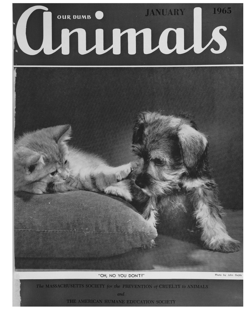 handle is hein.journals/animals98 and id is 1 raw text is: 

JANUARY


7


A'


                    OH, NO YOU DON'T

The MASSACHUSETTS SOCIETY for the PREVENTION of CRUELTY to ANIMALS
                          and
          THE AMERICAN HUMANE EDUCATION SOCIETY


1965


