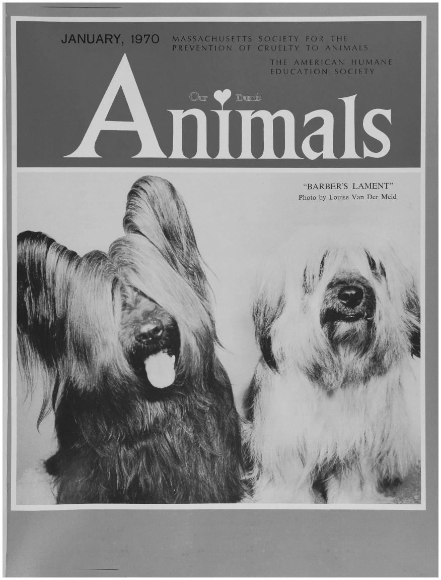 handle is hein.journals/animals103 and id is 1 raw text is: JANUARY, 1970MASSACHUSETTS  SOCIETY FOR THEPREVENTION OF CRUELTY TO  ANIMALS                THE AMERICAN  HUMANE                EDUCATION  SOCIETYBARBER'S LAMENTPhoto by Louise Van Der Meid                1%V       ¾                      .4%J~i I~1S  JIILp*¼f       SI V'II