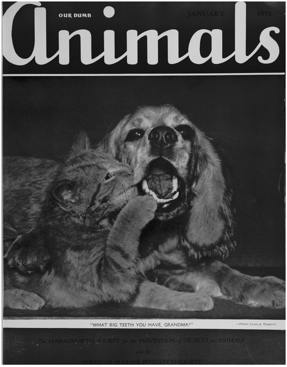 handle is hein.journals/animals84 and id is 1 raw text is: -Photo, Louis A. PuggardWHAT  BIG TEETH YOU  HAVE, GRANDMA!