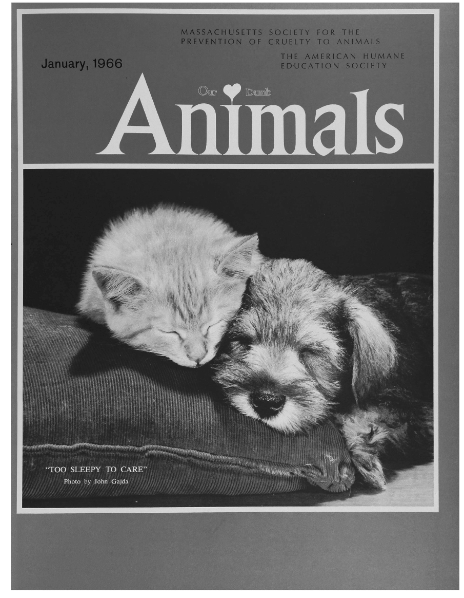 handle is hein.journals/animals99 and id is 1 raw text is: MASSACHUSETTS SOCIETY FOR THEPREVENTION OF CRUELTY TO ANIMALSJanuary, 1966THE AMERICAN HUMANEEDUCATION SOCIETY