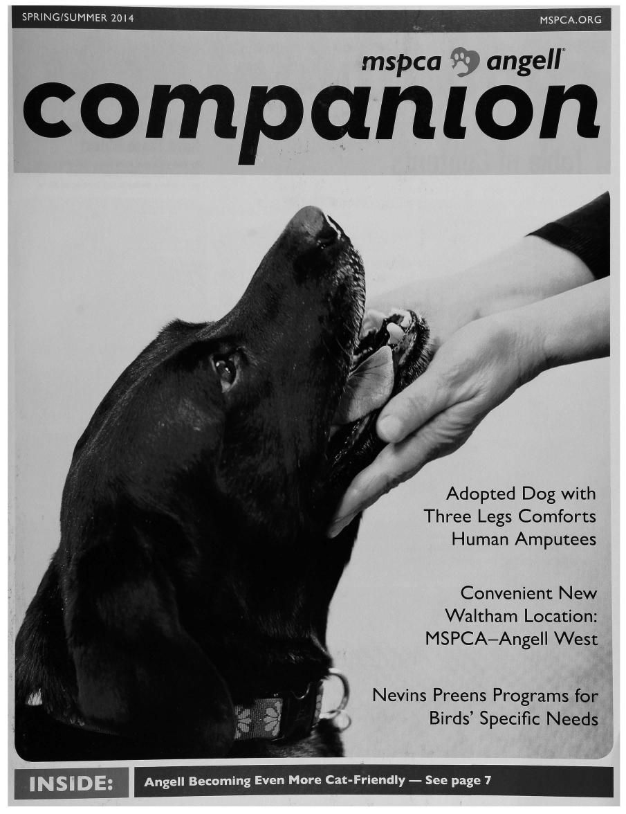 handle is hein.journals/cmpnion2014 and id is 1 raw text is:                            mspca     angelcorn czruon                                  Adopted Dog with                                Three Legs Comforts                                  Human Amputees                                  Convenient New                                  Waltham Location:                                MSPCA-Angell West                            Nevins Preens Programs for                                Birds' Specific Needs